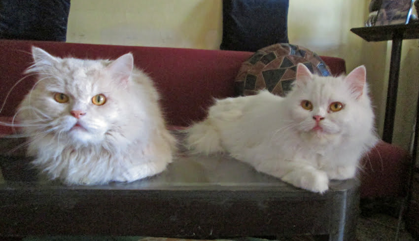 Persian cats in India