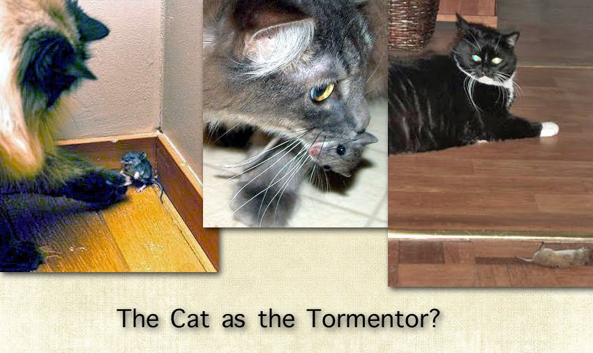 The cat as the tormentor