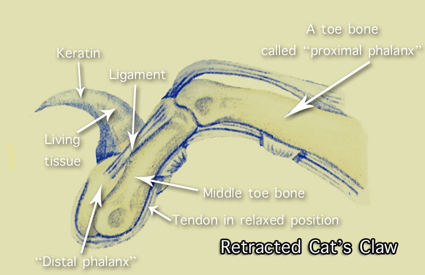 Cat claw anatomy showing the protrusible cat claw