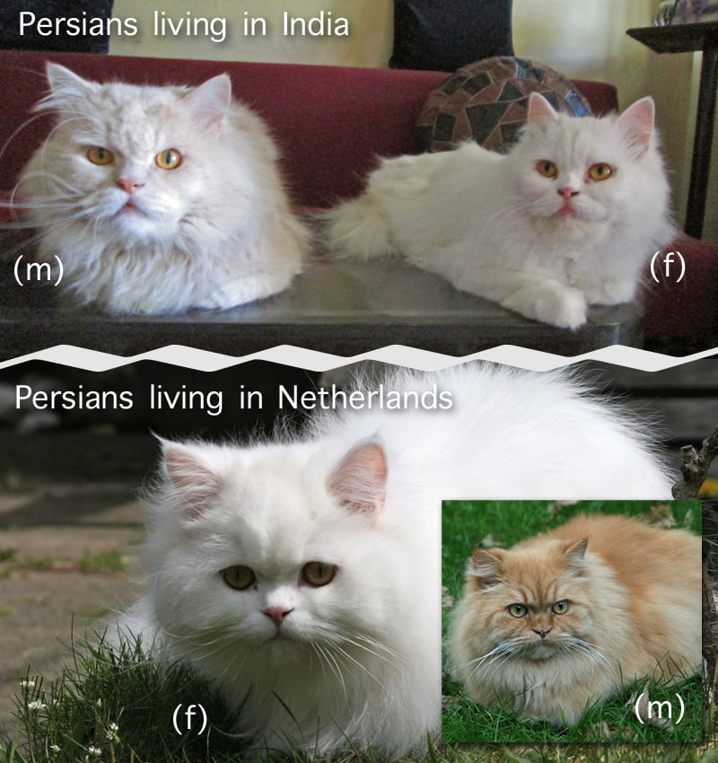 Comparison Dutch and Indian Persian cats