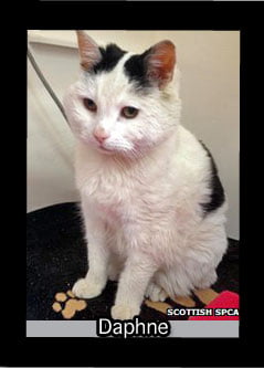 Daphne, blind cat with arthritis