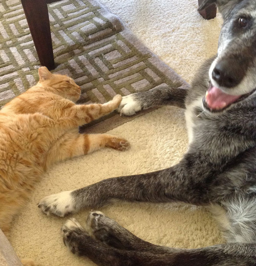 Cat and dog hold hands