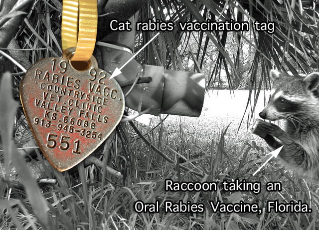 Raccoon being vaccinated against rabies. Photo US Dept of Agriculture.