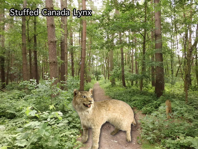 Stuffed Canada lynx UK