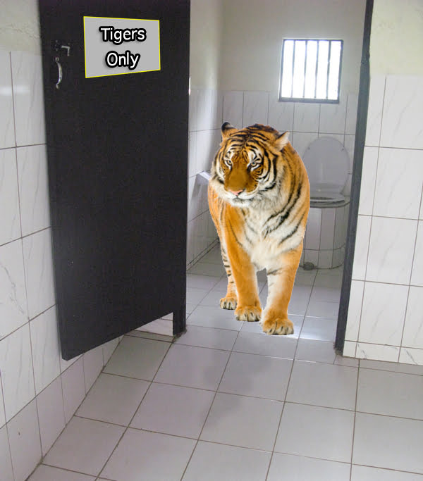 Tiger in the toilets