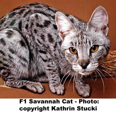 F1 Silver Savannah Cat