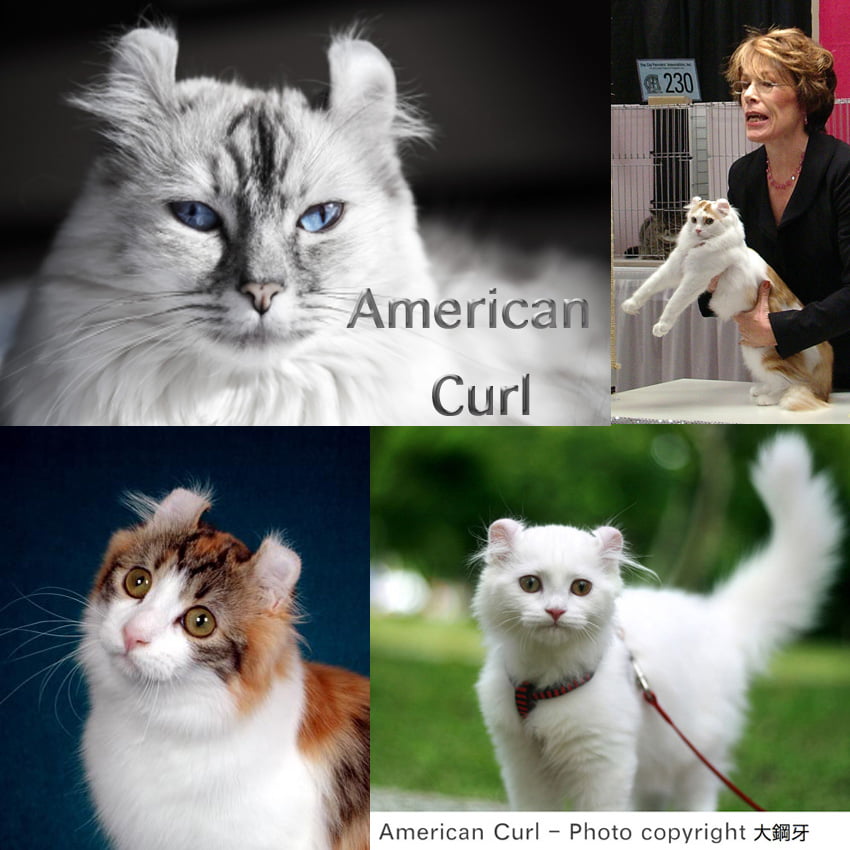 American Curl cat facts for kids