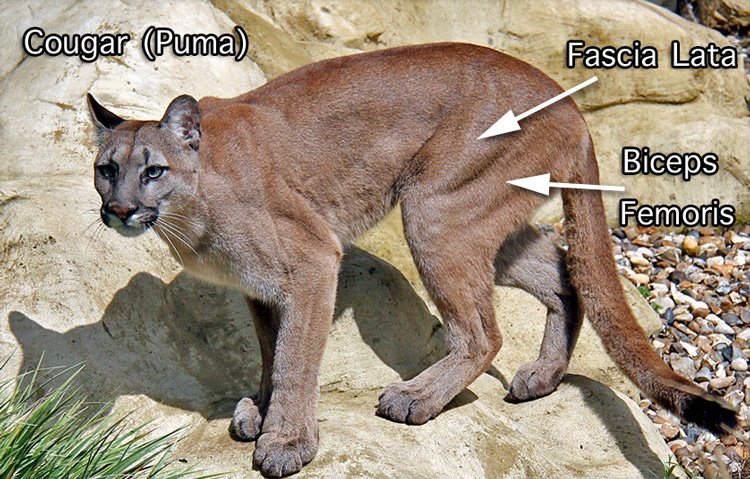 The puma is perhaps the best jumper of the large wild cat species