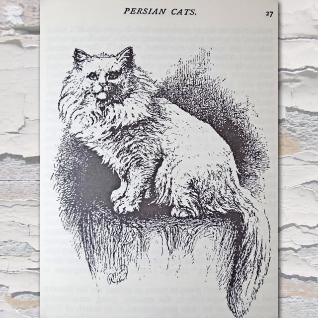 Persian cat 1880s