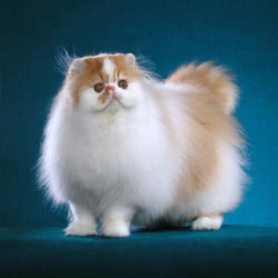 Contemporary flat-faced Persian cat