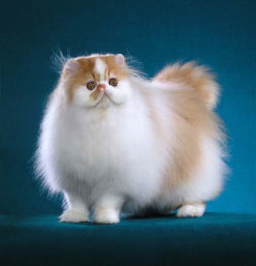 Contemporary flat-faced Persian cat