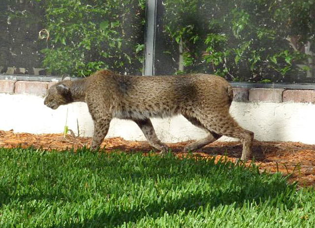 Puma bobcat hybrid?