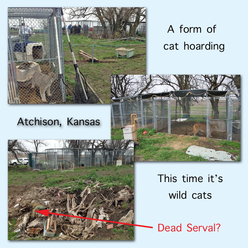 Wild Cat Hoarding. Photos by Big Cat Rescue? Or is it the Humane Society of the United States. I will presume in the interests of wild cats that publication on PoC is allowed.