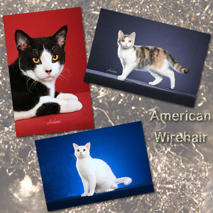 American Wirehair cat facts for kids