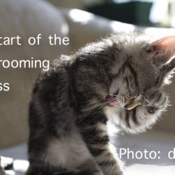 Cat Grooming Sequence