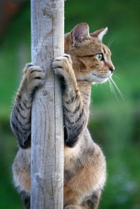 Cat using claws to climb and hold