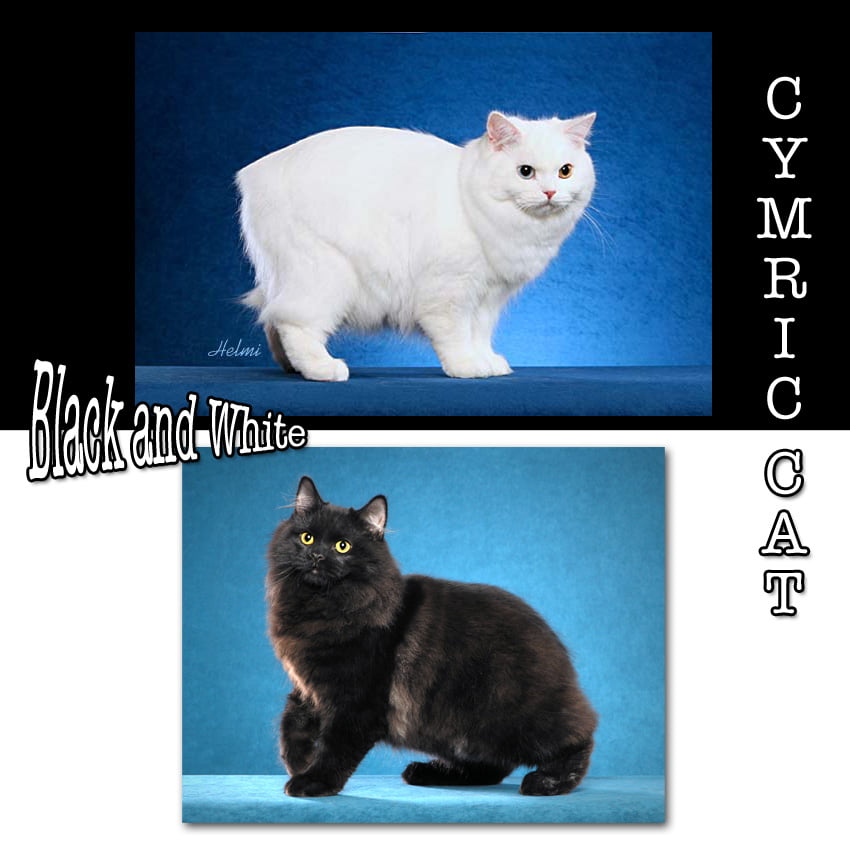 Cymric Cat Facts For Kids