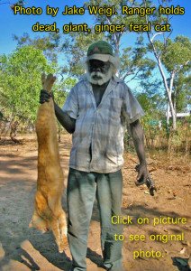 Giant Australian Feral Cat