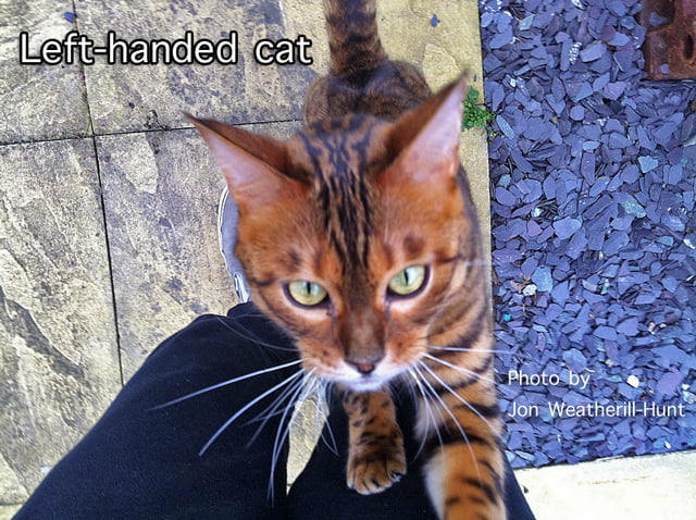 Left-handed cat