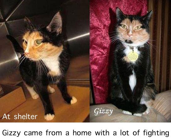 Cat came from a home with a lot of fighting