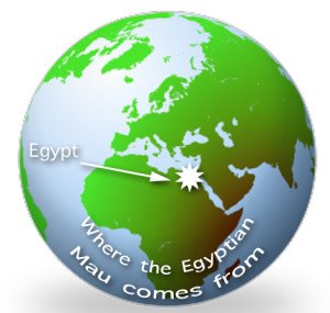 Egyptian Mau Origins Map