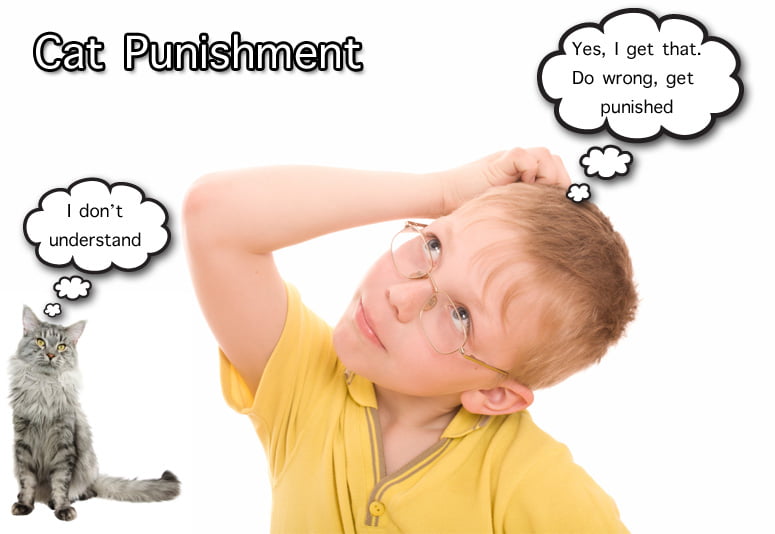 For Kids - About Cat Punishment