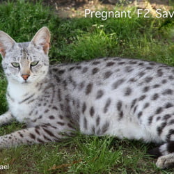 Pregnant F2 Savannah cat