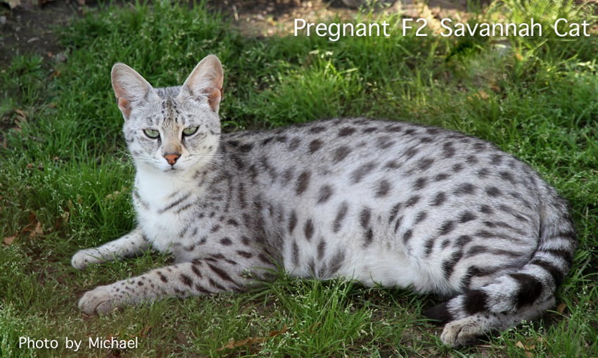 Pregnant F2 Savannah cat -- Gestation times for cats