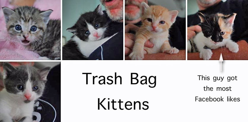Trash Bag Kittens
