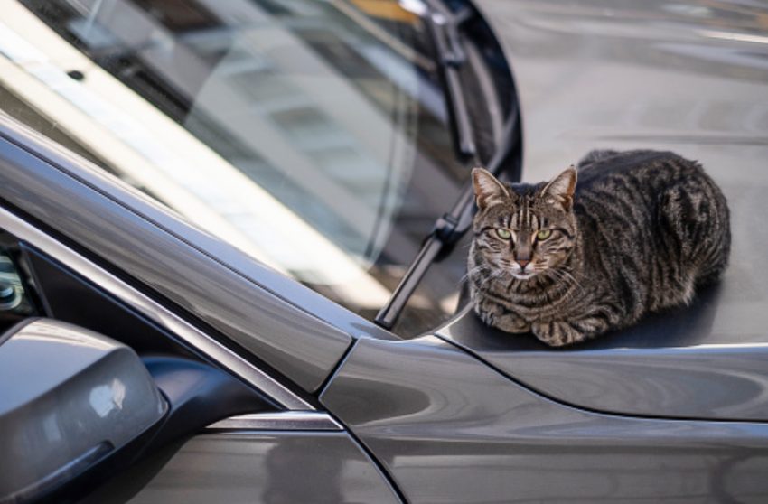 Cat on car hood or bonnet
