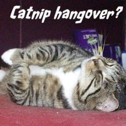 Catnip hangover