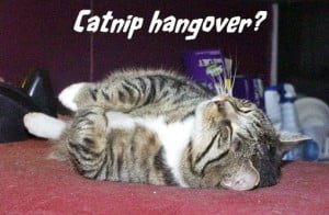 Catnip hangover
