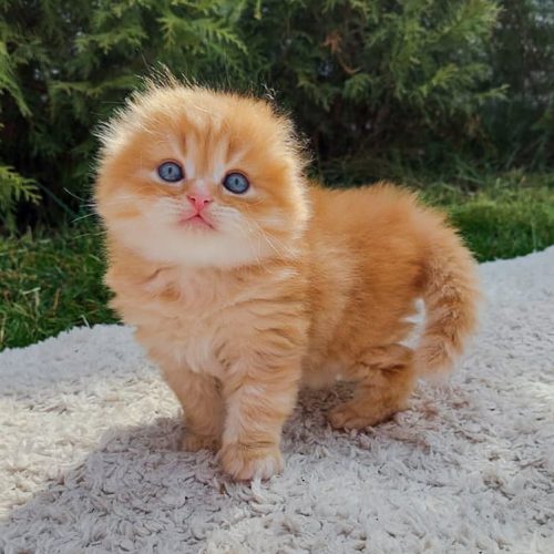 Scottish Fold with no sign of ears