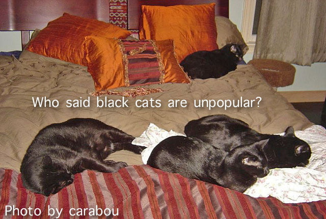 What percentage of cats are black?