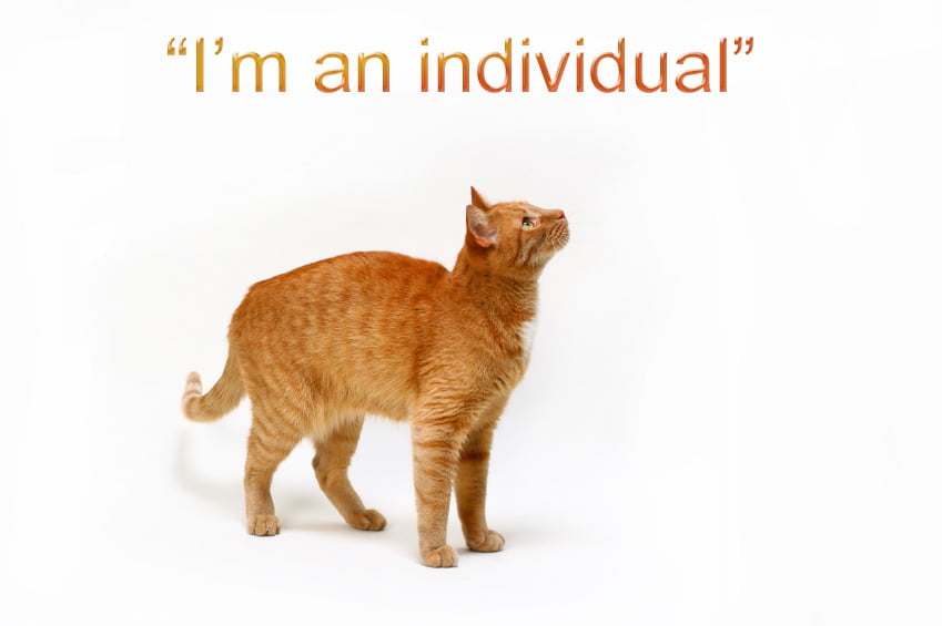 Ginger cat personality