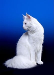 Deaf Fabulous White Maine Coon Show Cat