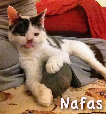 nafas cat with damaged face