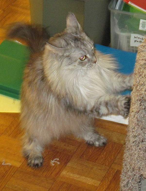 Tootsie scratching a scratching post. Tootsie is a poly Maine Coon with a smokey coat.