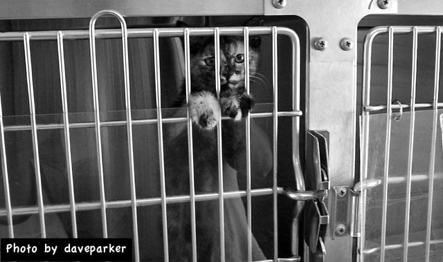 Animal shelter cat in a cage
