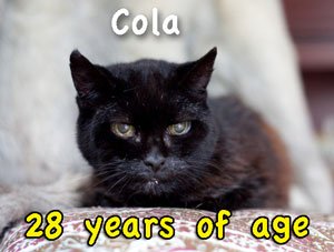 Cola oldest cat