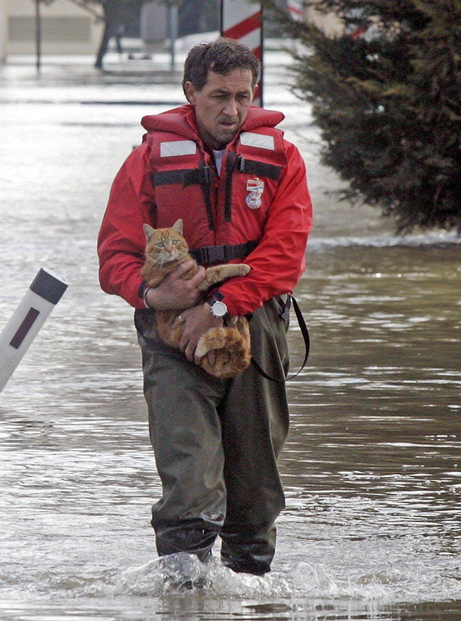 Coloado cats in the recent floods