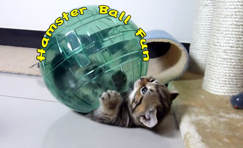 Hamster ball fun for kittens