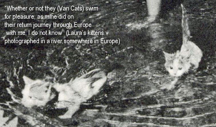 Turkish Van kittens swimming on their journey to England