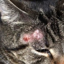 Cat with ringworm