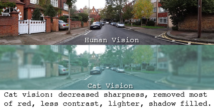 Cat vision compared to human vision daytime