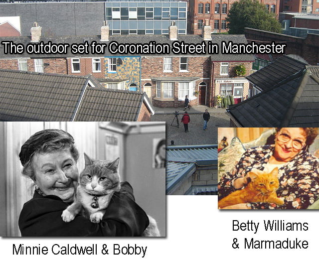 Coronation Street Cats