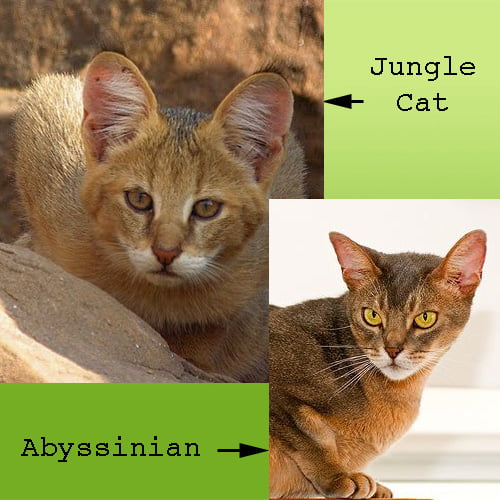 Jungle cat and Abyssinian cat