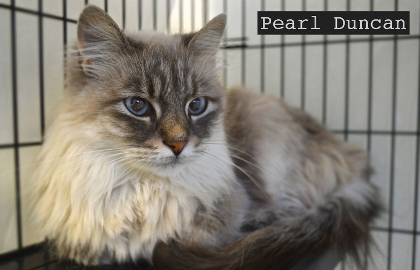 Pearl Duncan beautiful rescue cat