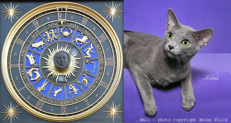 Pet Astrology