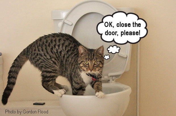 Cat on toilet 
